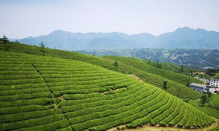 鍛造襄陽(yáng)高香茶品牌 藍(lán)溪茶業(yè)出口、內(nèi)銷相得益彰