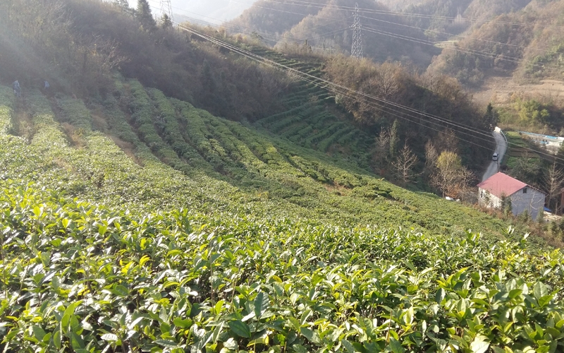 茶葉基地