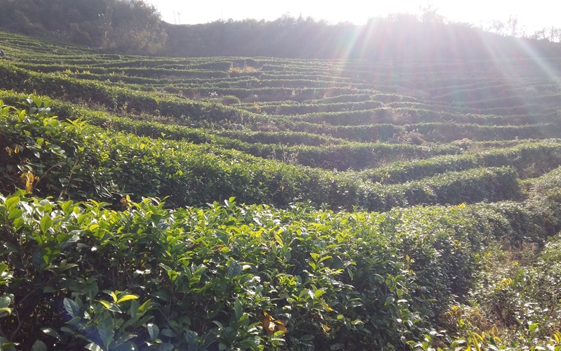 茶葉基地