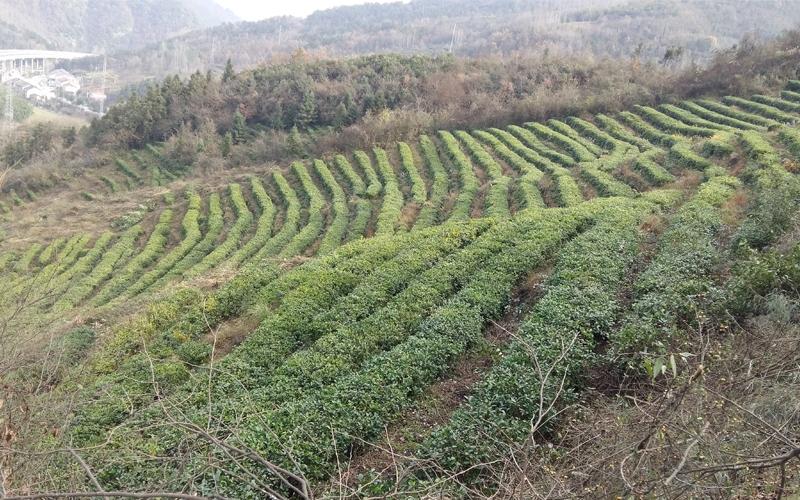 茶葉基地