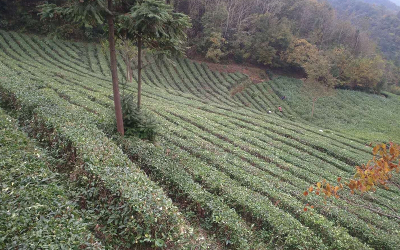 茶葉基地