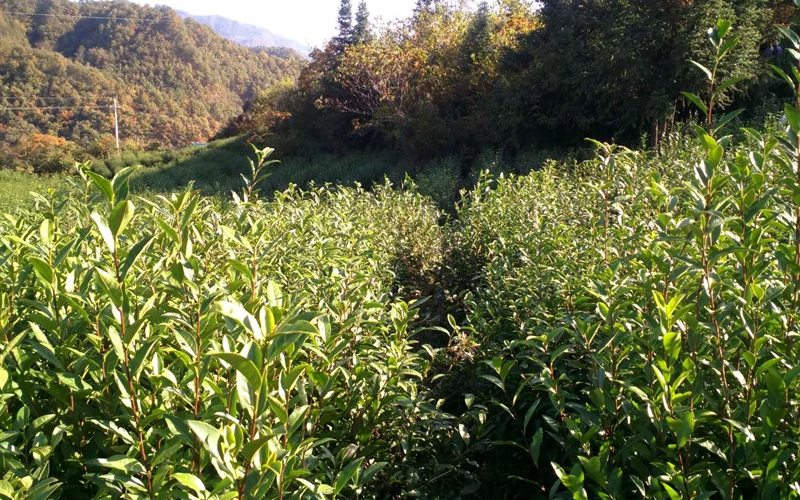 茶葉基地